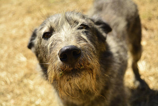 Dog Reunited with Owner Two Years After Being Surrendered Due to Health Crisis