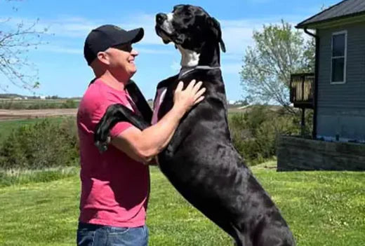 World’s Tallest Living Dog Crowned in Iowa